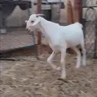 مشاريع بيشيه