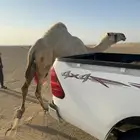 خلفه وضحى مصغر