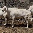 خروف فحل للبيع رباع