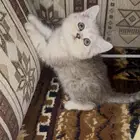 البيع انثى سكوتش سلفر