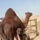 خلفه بكر اول ولده تم البيع الله يبارك للبائع والشاري