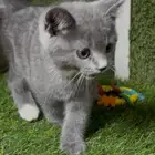 للبيع قطة صغيرة انثى العمر ممكن شهر سليمة