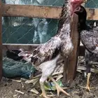 دجاج شامو يباني