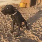 جرو بتبول