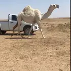 بكره ثنيه لقحه