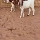 جفار مشاريك شامي خوات