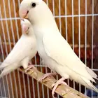روز البينو منتج احجام