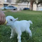 ماعز قزم صغير