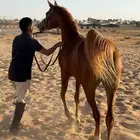 اشقر مذهب
