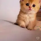 كيتن سكوتش للبيع بالرياض