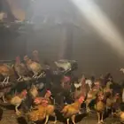 صيصان بلدي