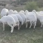 خرفان حري