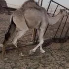 قعود للبيع