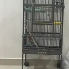 قفص