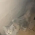 قطه للتبني
