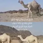 فحل رماني