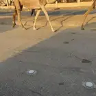 لقحات حمر