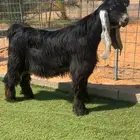 تيس عارضي فحل صنف نادر خصم تم البيع