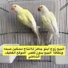 زوج دره اينو واناثي لاتينو