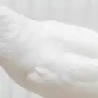 أهل النوادر زوج فيشر البينو صافي عيون حمر