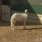 شاه حريه جذعه وبهم حري ونعيم