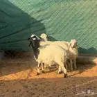 بهم نعيم مشاريك