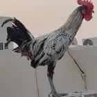 4 ديوك فيوم واحد افرق