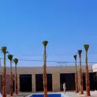 نخل زينه ونخل عربي