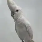 للبيع ببغاء كوكاتو اليف