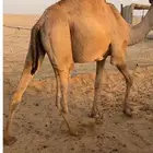 حشو قصب قعدان فاخرة