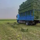 علف من وادي الدواسر برسيم رودس تبن زريعا لوري