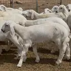 بهم تربيه