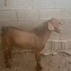 مشروع فحل