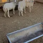 للبيع بهم حري