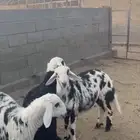 طليان شحم للبيع