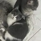 قطط تبني