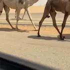 بكره شقحا