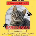 فندقة قطط بالرياض - شاهد التقييمات - وقت سفركم