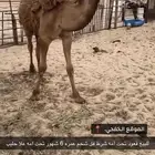 للبيع قعود اشعل ذبيحه.