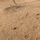 بكره كفو