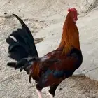 للبيع دجاج بلدي ذكور الموقع الجايزه