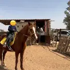 فرس شعبيه