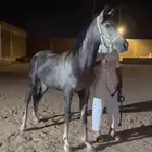 حصان شعبي