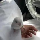 زوج روز