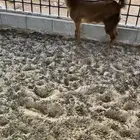 جمده ( عناق ) فل شحم