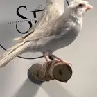 كناري وايت ستنايت