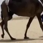 مطلوب خلفه مجهم او اي لون آخر منيح