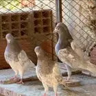 حمام بكستاني لاك(تم البيع )