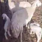 حريات مواليد