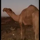 فحل بكستاني أشعل منتج